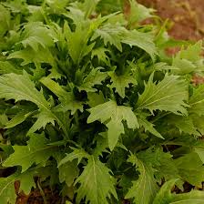Mizuna Spinach Seeds 500mg - Heirloom, Fast Growing, Mild Tender Leaves, Brassica rapa var. japonica, Perfect for Gardens & Containers