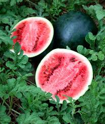 Sugar Baby Watermelon Seeds - 1g Heirloom Variety, Sweet Juicy Melons, Citrullus lanatus, Ideal for Garden Containers