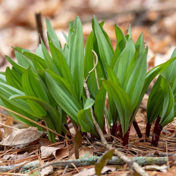 20 Organic Ramps Wild Leeks Bulbs (Allium tricoccum) - Edible Bare Root Plants for Planting, Perfect for Shaded Gardens