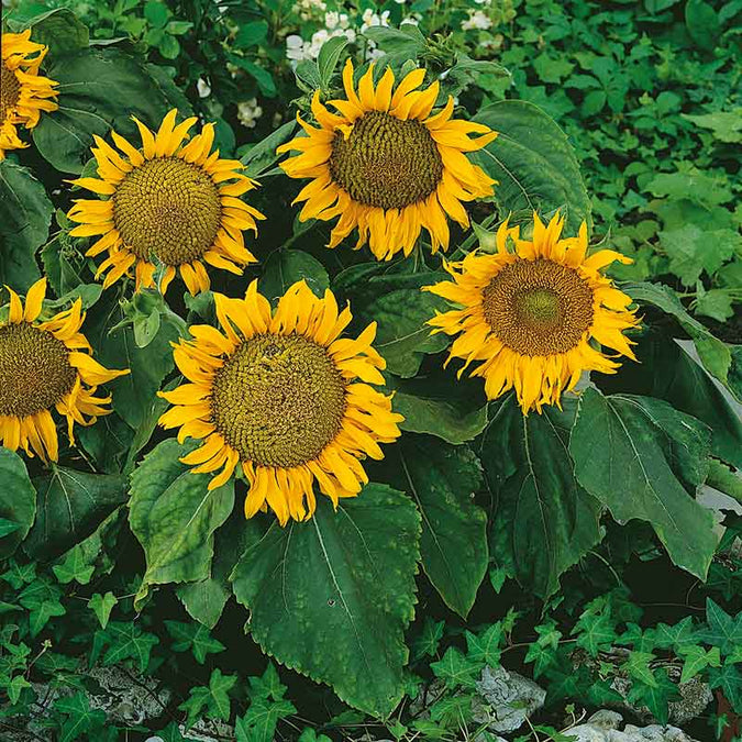 Sunflower Seeds 1g Dwarf Sunspot Variety with Large Yellow Blooms, Pollinator-Friendly Helianthus annuus for Pots or Beds