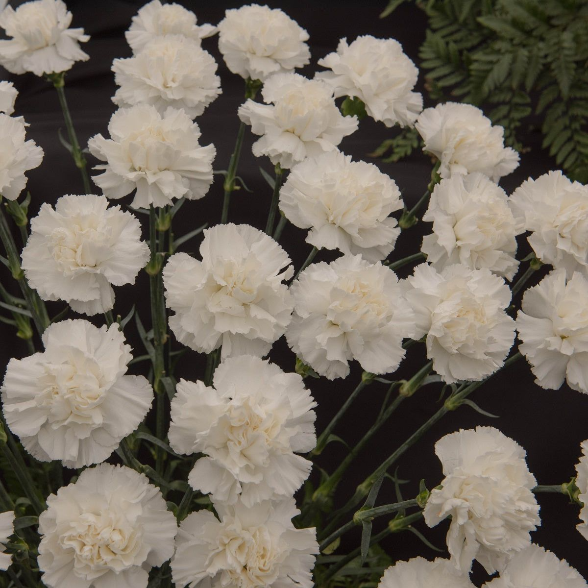 200+ Carnation Seeds | White Grenadin | Double Blooms for Garden & Bouquets | Dianthus caryophyllus | USA