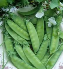 5g Pea Seeds - Snow Dwarf Sugar Grey - Heirloom Non-GMO - Pisum sativum - Sweet Tender Pods - Compact Easy to Grow