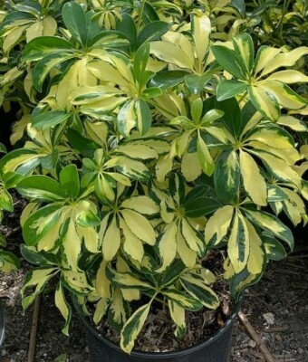 Schefflera Arboricola 'Trinette' - Variegated Umbrella Tree Bare Root Live Plant - Easy-Care Indoor Houseplant