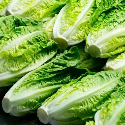 1000 Parris Island Cos Lettuce Seeds, Heirloom Romaine, Lactuca sativa, Crisp & Sweet, Heat-Tolerant, Easy to Grow