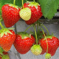 24 Bare Root Everbearing Strawberry Plants - Seascape Variety - Sweet Juicy Berries - Fragaria × ananassa - Zones 4-9