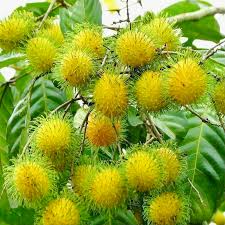 Grafted Yellow Rambutan Tree 24"-36" | Nephelium lappaceum | Exotic Tropical Fruit Plant | Sweet Golden Rambutan Starter