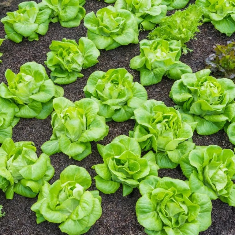 700 Seeds Tom Thumb Butterhead Lettuce - Heirloom Mini Lettuce for Planting & Compact Harvests - Lactuca sativa