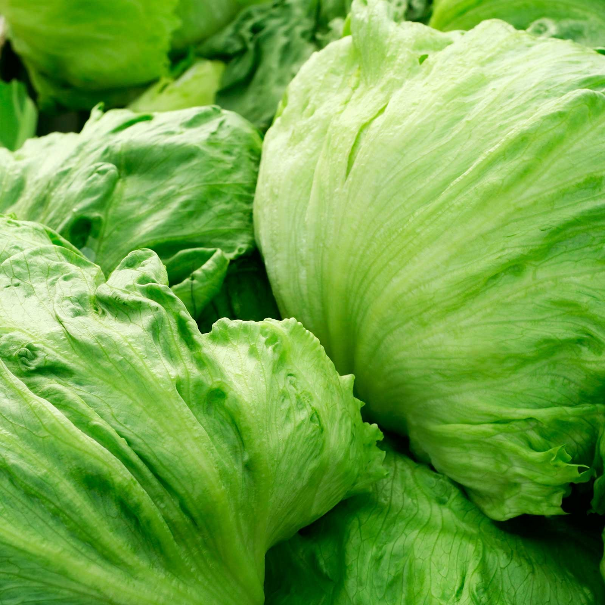 Iceberg Lettuce Seeds | 400 Non-GMO Seeds | Crisp Mild Flavor | Heirloom Variety | Lactuca sativa | USDA Zones 2-10