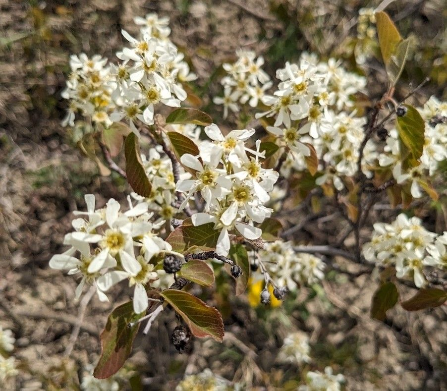 Amelanchier alnifolia Seeds - Saskatoon Shrub Tree - Ornamental Flowering with White Blooms - Cold Hardy Native Plant
