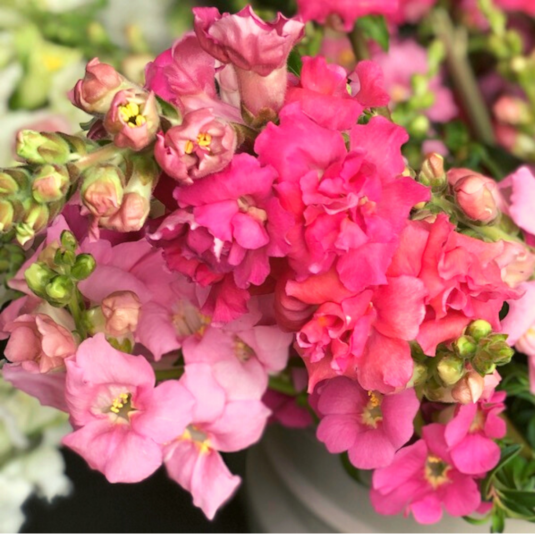 Snapdragon Seeds - 1000+ Madame Butterfly Rose - Antirrhinum majus - Ruffled Blooms for Garden & Cut Flowers