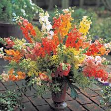 Chantilly Mix Snapdragon Seeds - 1000+ Butterfly Blooms - Pastel Cut Flowers - Antirrhinum majus - USA