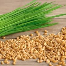 Organic Cat Grass Mix Seeds - 16 oz Edible Blend of Barley, Wheat, Oat for Cats, Promotes Digestion & Hairball Reduction