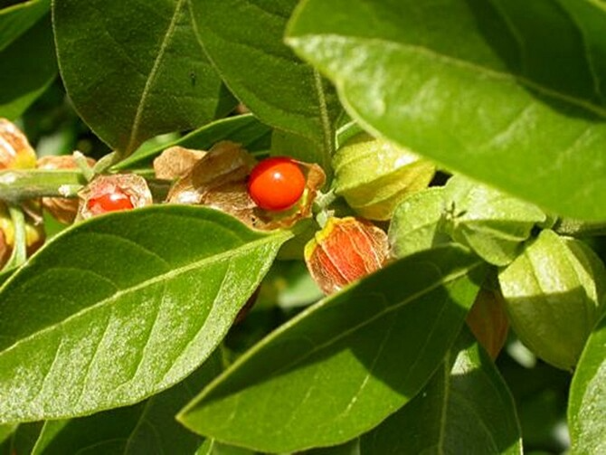 50 Ashwagandha Seeds for Planting | Withania somnifera | Non-GMO Indian Ginseng Herb Seeds for Home Garden