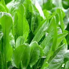 Heirloom Sorrel Seeds | Non-GMO Culinary Herb | Tangy Lemon Flavor | Rumex acetosa | Perennial | USDA Zones 3-9