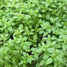 Lemon Basil Seeds 1000 Count - Fragrant Culinary Herb (Ocimum basilicum var. citriodora) - Ideal for Gardens & Pollinators