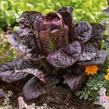 Red Romaine Lettuce Seeds - 1g Heirloom, Crisp & Sweet, Cold Hardy, High Yield, Fast Growing, Lactuca sativa for Garden Containers