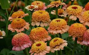 Zinderella Peach Zinnia Seeds - 100+ Seeds - Scabiosa-Type Peach Blooms - Zinnia elegans - Perfect for Cut Flower Gardens