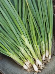 Evergreen Bunching Onion Seeds - Non-Bulbing Green Onion - Perennial Vegetable - Allium fistulosum - Perfect for Containers
