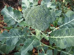 Broccoli Seeds 1g - Green Sprouting Calabrese Heirloom Non-GMO - Brassica oleracea var. italica - Sweet, Tender Florets