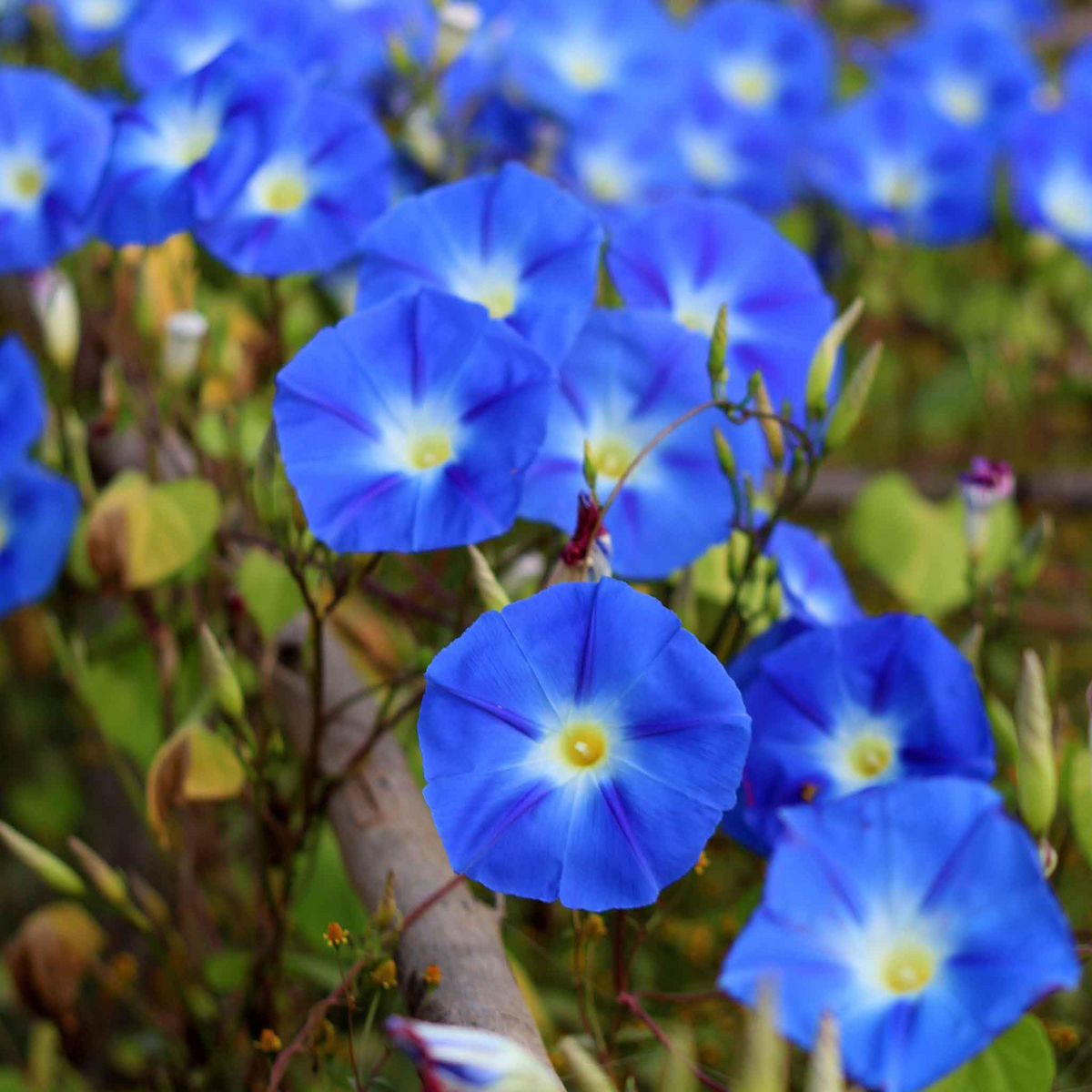 Heavenly Blue Morning Glory Seeds | Non-GMO | Climbing Vine | Ipomoea tricolor | 50-1,000 Seeds | Vibrant Blue Blooms