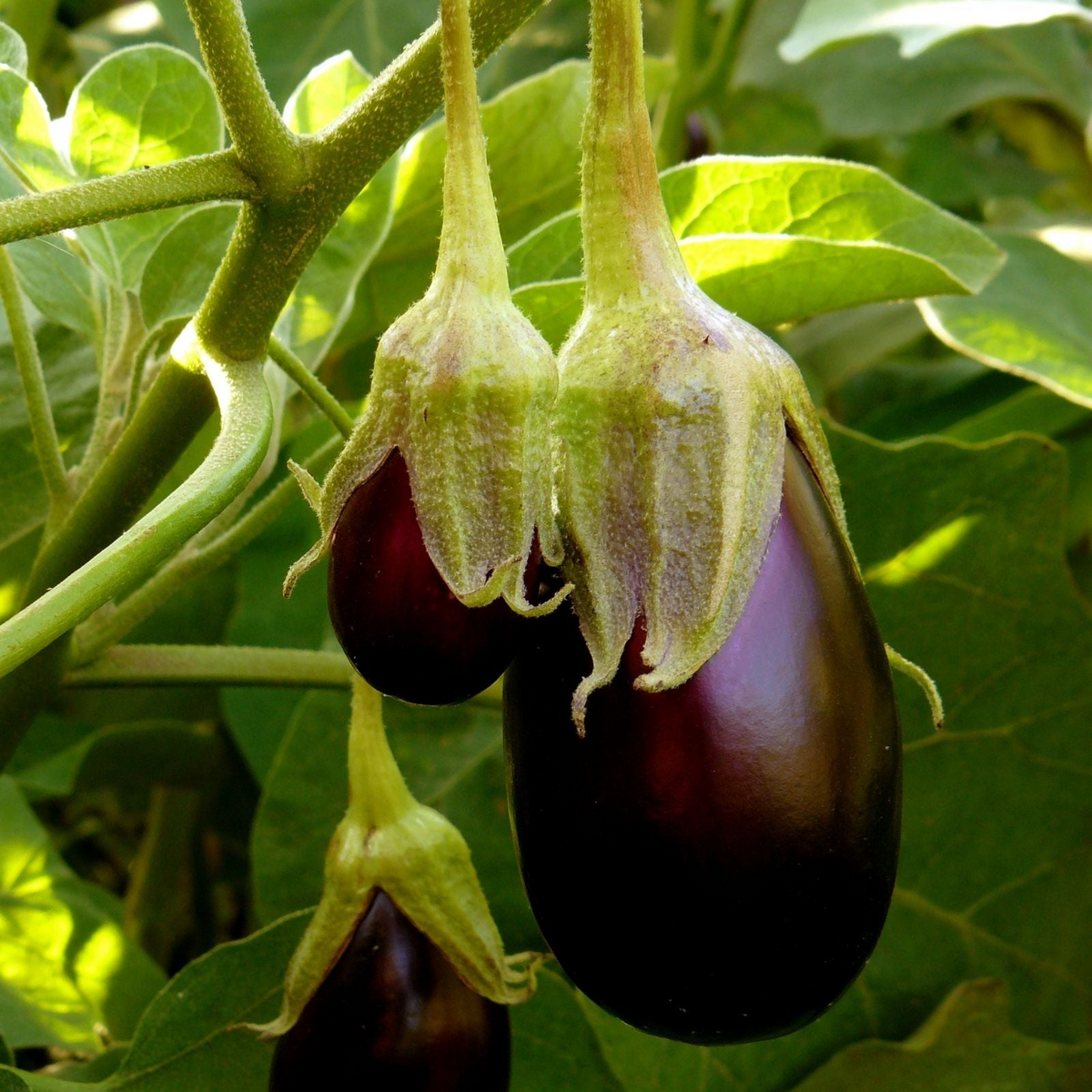 Eggplant Seeds - 300mg Heirloom Black Beauty, Large Glossy Purple, High Yield & Heat Tolerant, Solanum melongena