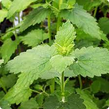 Catnip Seeds 2000 Count, Aromatic Herb for Cats and Gardens, Nepeta Cataria, Drought-Tolerant, Gray-Green Foliage, Lavender Flowers