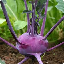 Kohlrabi Seeds 500mg - Purple Vienna Heirloom, Crisp & Sweet, Cold Hardy, High Yield - Brassica oleracea var. gongylodes