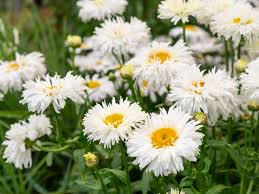 200 Seeds Shasta Daisy, White Perennial Flowers, Leucanthemum × superbum, Low Maintenance, Deer Resistant, Drought Tolerant
