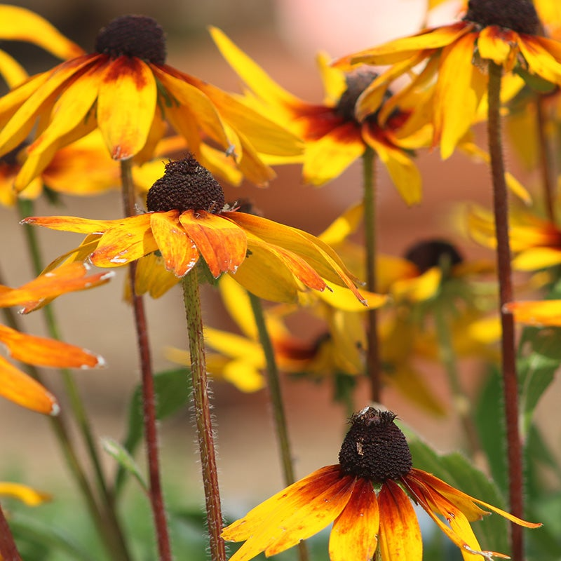 Gloriosa Daisy Seeds 100mg – Bi-Color Blooms, Pollinator Friendly, Rudbeckia hirta, Summer Wildflower, ~300 Seeds