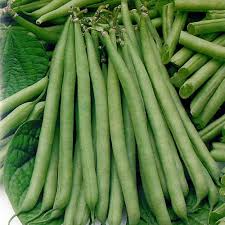 10 Seeds Petite Filet French Bean | Phaseolus vulgaris | Tender Crisp Beans for Planting & Gardening
