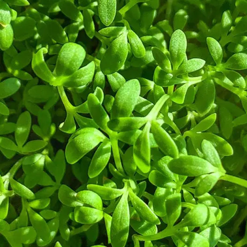 Cress Curled Seeds 1g - Fast Growing Pepper Cress, Garden Cress, Spicy Crisp Greens, Lepidium sativum for Garden & Container
