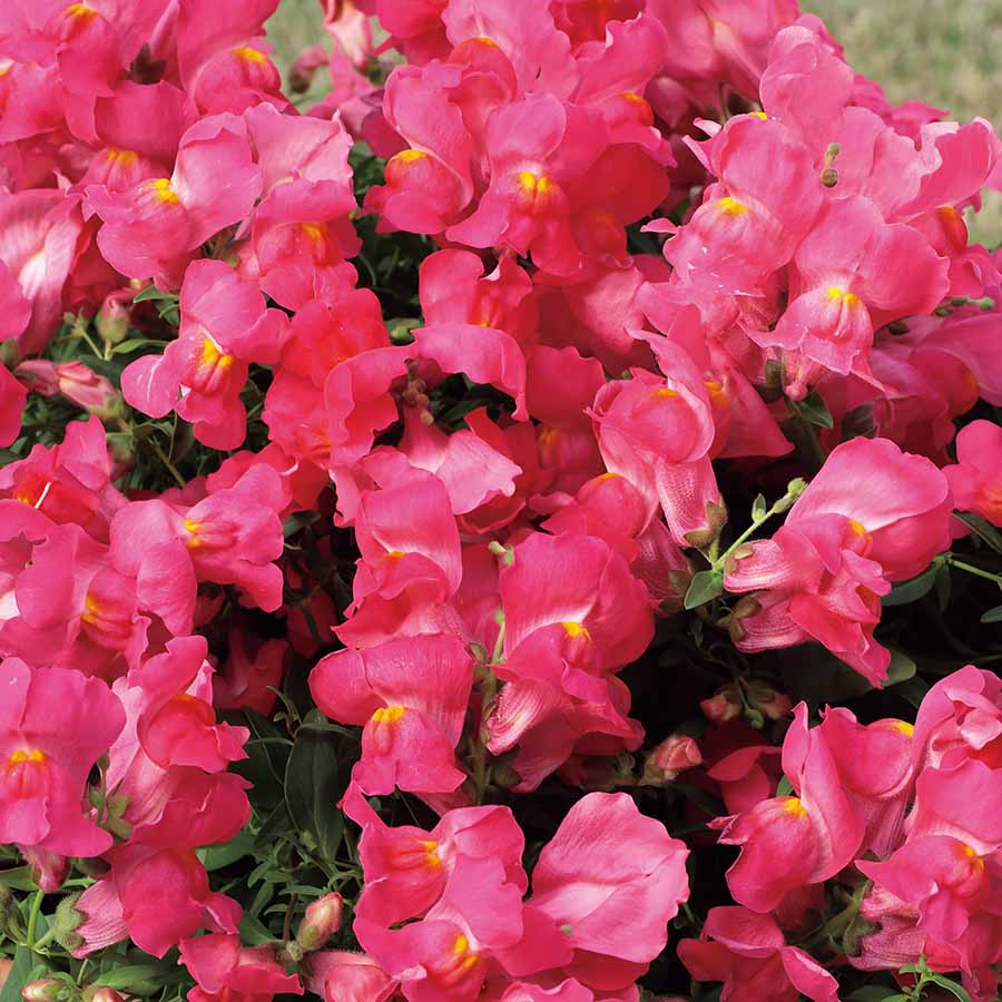 Candy Showers Pink Snapdragon Seeds | 1000+ Seeds | Cascading Pink Blooms | Antirrhinum majus | Pollinator-Friendly