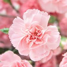 La France Carnation Seeds - 30+ Non-GMO Heirloom Seeds, Fragrant Pink Blooms, Dianthus caryophyllus, Zones 6-8, Full Sun