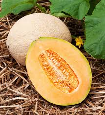 Hales Best Jumbo Cantaloupe Seeds | Heirloom Non-GMO | Sweet Orange Flesh | Cucumis melo | 85 Days | USDA Zones 2-10