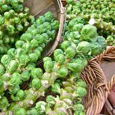 Brussel Sprouts Seeds 1g Catskill Heirloom Brassica oleracea | Cold-Hardy, Large Flavorful Sprouts for Cool-Season Gardening