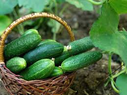 35 Seeds Cucumber Spacemaster 80 - Compact Cucumis sativus for Container Gardening & High Yield Fresh Harvests
