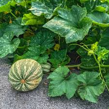 Cushaw Green Striped Pumpkin Seeds - 20 Heirloom Seeds (Cucurbita argyrosperma) - Sweet Flavor Winter Squash for Baking