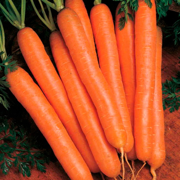 Scarlet Nantes Carrot Seeds | Heirloom Non-GMO | Ultra-Sweet 6-8" Roots | Daucus Carota | Fast Growing, USDA Zones 2-10