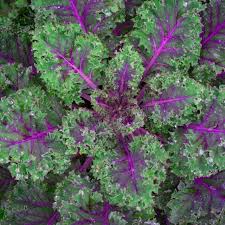 Red Kale Microgreen Seeds 8oz – Brassica oleracea var. sabellica, Nutrient-Rich, Non-GMO, Fast-Growing, Indoor & Outdoor Gardening