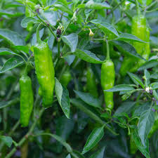 Shishito Hot Pepper Seeds 250mg - Mild Asian Variety Capsicum annuum for Grilling, Sautéing & Snacking - Productive Garden Favorite