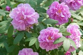 Japanese Rugosa Rose Starter Plant | Live Bare Root 6"-12" | Hardy Fragrant Rosa Rugosa | Salt-Tolerant Pink Flowers for Zones 5-10