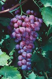 Organic Red Catawba Grape Vine - 12”+ Rooted Plant, Vitis Labrusca, Sweet Purple-Red Grapes for Wine, Juice, or Jelly