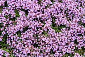 Creeping Thyme Seeds, Low-Growing Ground Cover, Pollinator-Friendly Herb, Thymus Serpyllum, Pink-Purple Flowers