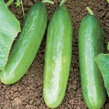 20 Seeds Diva Cucumber - Burpless, Seedless, Sweet & Crisp - Cucumis sativus - Ideal for Fresh Eating & Salads