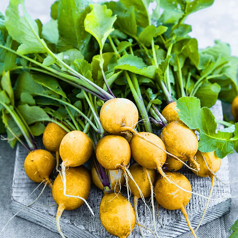 500+ Golden Helios Radish Seeds - Heirloom Yellow Radish, Mild Flavor, Crisp White Flesh, Raphanus sativus