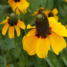 100mg Clasping Coneflower Seeds - Yellow Annual Wildflower for Pollinators - Dracopis amplexicaulis - Native Plant Seeds