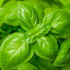 Genovese Basil Seeds - 1,000 Heirloom Non-GMO Seeds for Italian Pesto, Fragrant Dark Green Leaves, Ocimum basilicum