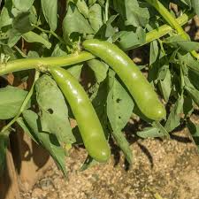 Fava Bean Seeds 5g - Heirloom Non-GMO Broad Beans, Vicia faba, High-Yield Protein-Rich for Garden & Raised Beds
