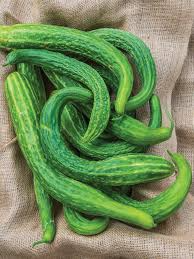 Suyo Long Cucumber Seeds | Heirloom Non-GMO | Burpless Bitter-Free | Cucumis sativus | Ideal for Salads & Pickling
