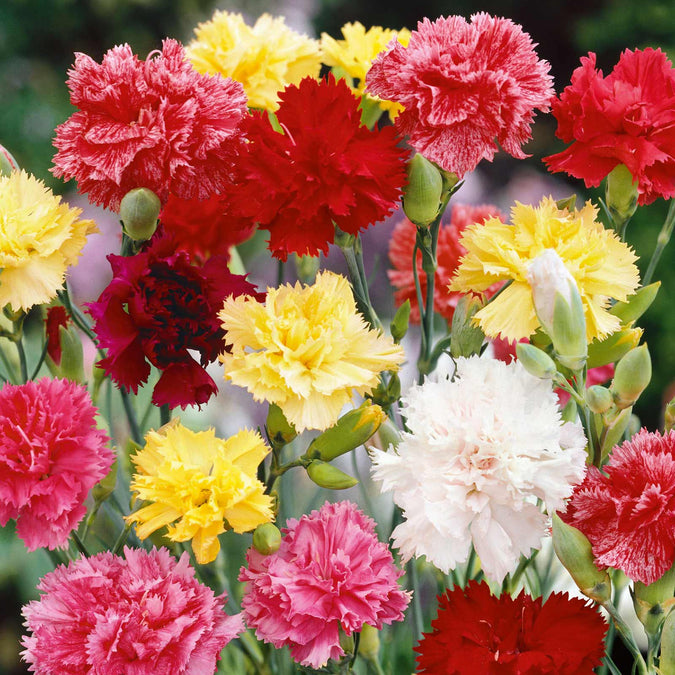 200 Seeds Carnation Grenadin Double Mix, Dianthus caryophyllus, Fragrant Pollinator-Friendly Cut Flowers for Gardens